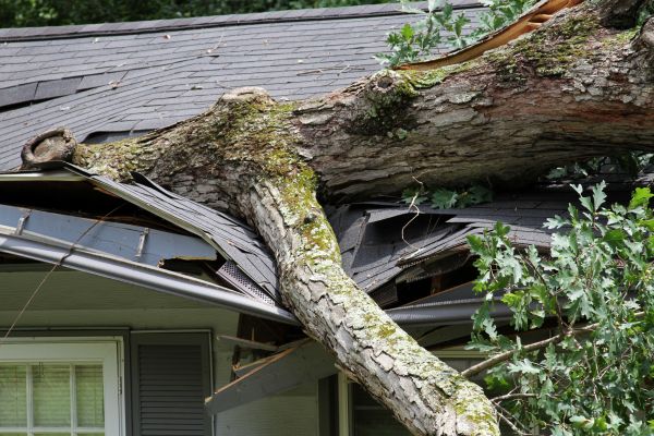 Cost of Storm Remediation in Brentwood